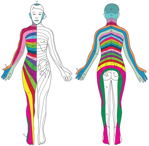 Spinal Nerve Pathway Bonati Spine Institute Dermatomes Chart And Map ...