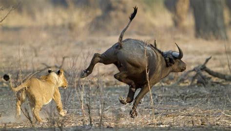 How Fast Can a Lion Run? Learn the Full Story