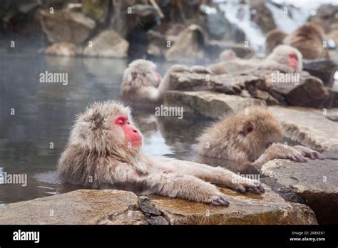 JIgokudani Monkey Park Stock Photo - Alamy