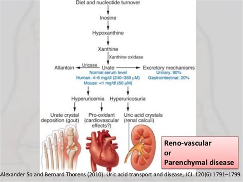 Updated hyperuricemia