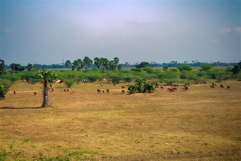 What is Overgrazing? - Earth.com