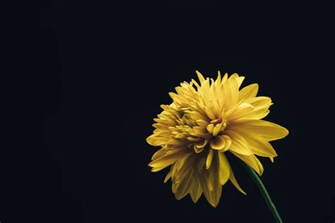 Beautiful yellow flower on a black background. - Stock Image - Everypixel