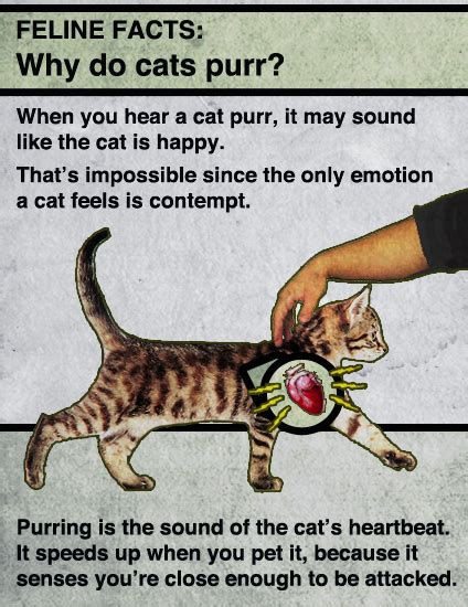 Why Do Cats Purr? - Neatorama