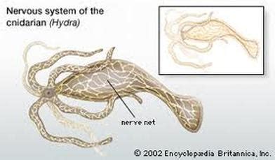 Cnidaria - Nervous System