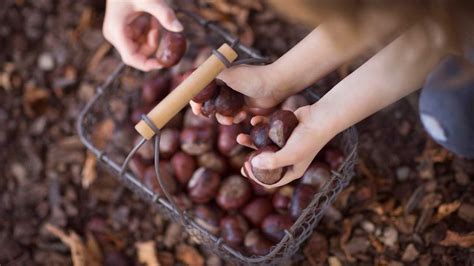 7 Health Benefits of Horse Chestnut Extract