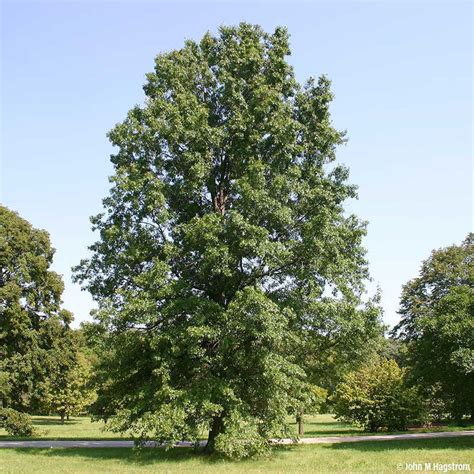 Pin Oak Trees for Sale at Arbor Day's Online Tree Nursery - Arbor Day Foundation