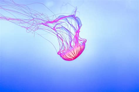 Jelly Fish Aquarium · Free photo on Pixabay