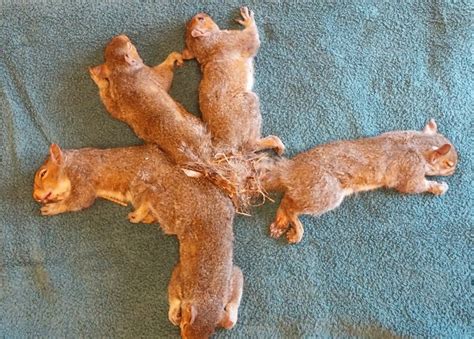 Baby squirrels freed from tail tangle in Wisconsin - BBC News