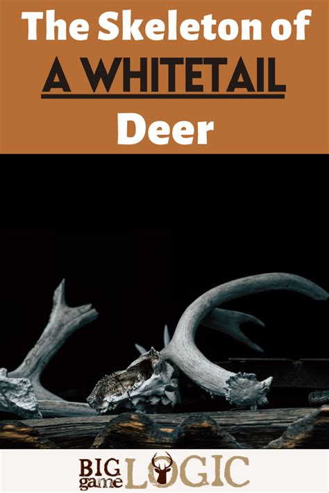 The Skeleton Of A Whitetail Deer – Big Game Logic