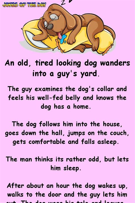 An old, tired looking dog wanders into a guy’s yard | Funny stories for ...