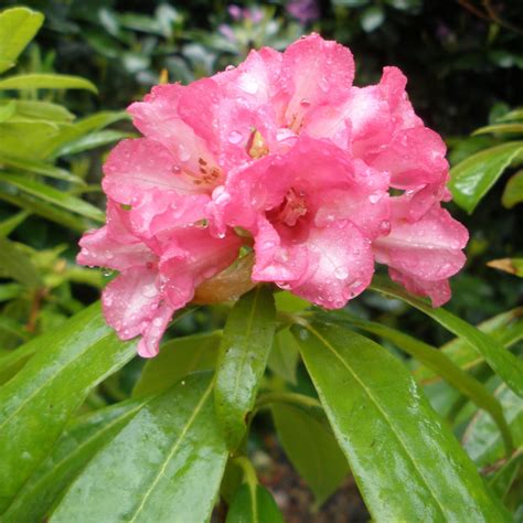 Rhododendron longipes - Buy longipes Rhododendrons Online - Millais ...