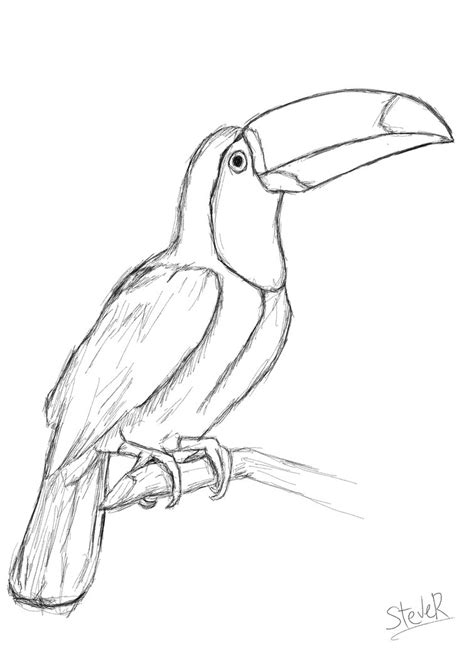 Tucan Drawing at GetDrawings | Free download