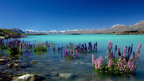 New Zealand Lake Tekapo Nature HD Wallpaper Preview | 10wallpaper.com