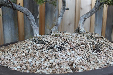 Bonsai Soil | kuromatsubonsai.com