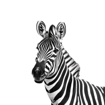 Zebra Head Close Up, Close Up Shot, Animal Photography, Zebra Head PNG ...