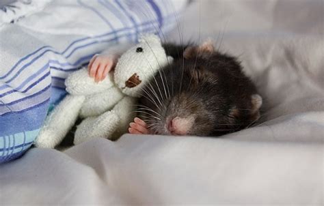 Two Photographers Take Pictures Of Their Pet Rats Cuddling Teddy Bears And Its Adorable - I Can ...