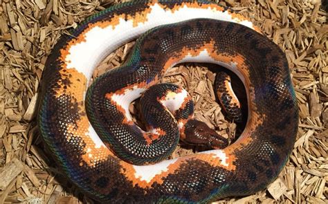 Rainbow Boa Morphs and Types - StarDust Scales