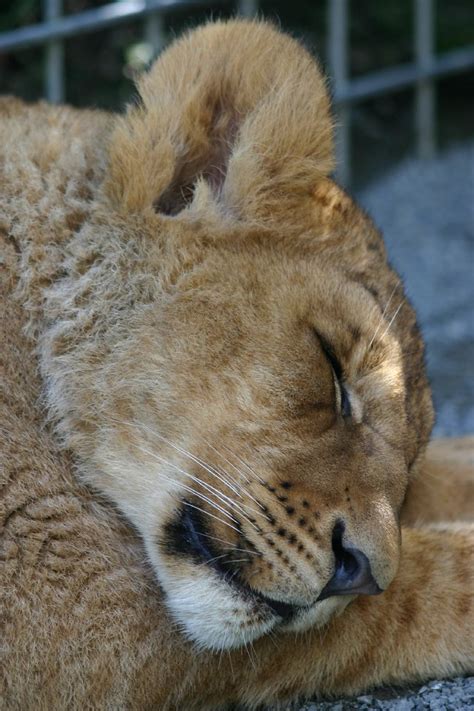 sleeping lion cub | Hana, one of the lion cubs at Paradise V… | Flickr