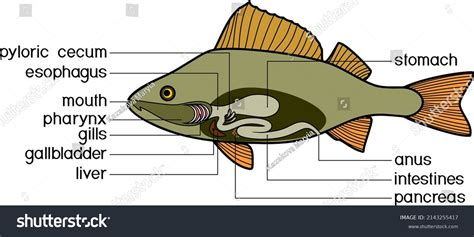 Scheme Structure Fish Digestive System Educational Stock Vector ...