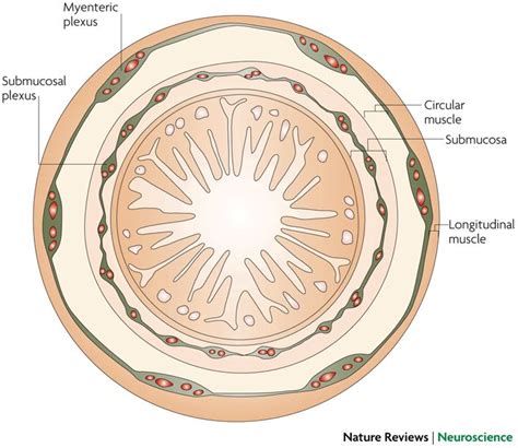 Butyrate Improves Bowel Transit | Enteric nervous system, Hirschsprung disease, Biochemical