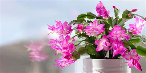 How to Care for a Thanksgiving Cactus: Thanksgiving Cactus Care Tips