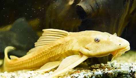 Beautiful Plecostomus in a Planted Tank