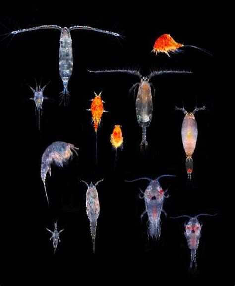 Copepods - Exploring an Unknown World - CORAL Magazine