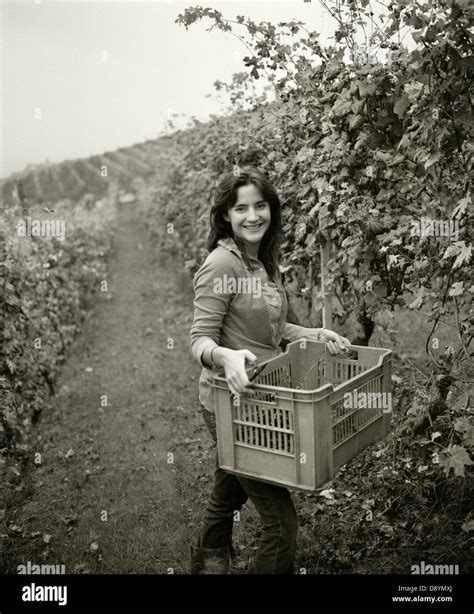 A woman picking grapes, Italy Stock Photo - Alamy