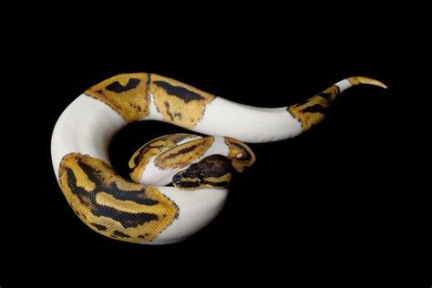 13 Types of Ball Python Morphs (Pictures & Terminology)