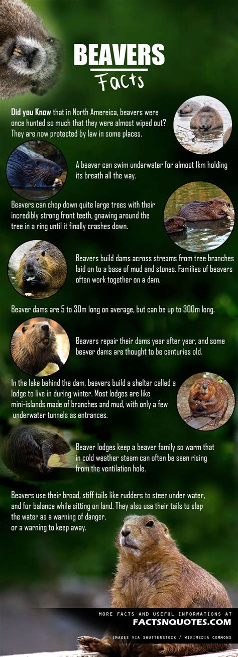 Amazing Beavers Facts You Should Know | Beaver facts, Beaver, Mammals preschool