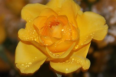 Dew Drops on Yellow Rose | Flickr - Photo Sharing!