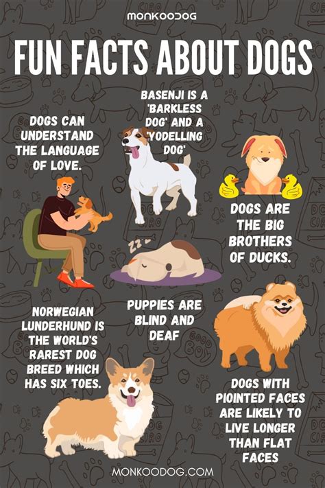 FUN FACTS ABOUT DOGS - Monkoodog