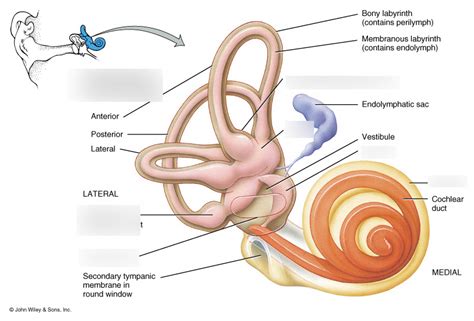 Diagram of 8.2.2 Anatomy of ear (inner ear) | Quizlet