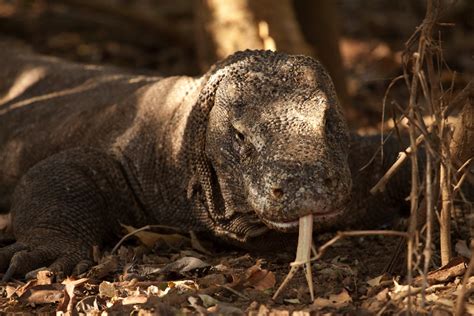 Komodo Dragon Blood Could Be The Secret To Tomorrow's Antibiotics | Digital Trends