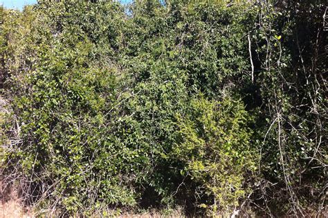 Semi-evergreen vine thicket - Fitzroy Basin Association