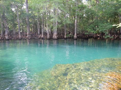 Manatee Springs, Florida | Florida springs, Florida state parks, Outdoors adventure