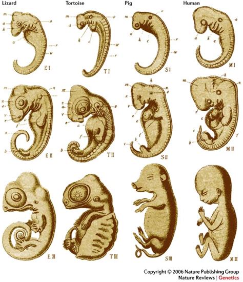 Victoria: 5.3 - homologous structures/embryology/vestigial features/biochemistry