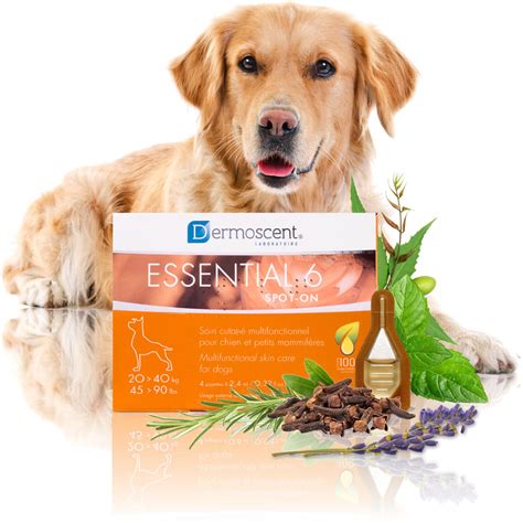 How To Treat Seborrhea In Dogs Naturally