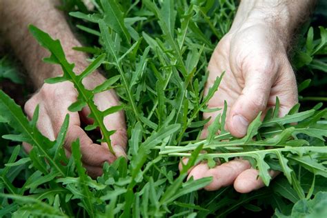 Grow Rocket Leaves from Seed - BBC Gardeners World Magazine