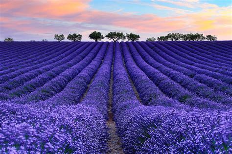 Lavanda: como plantar e cultivar em casa | Blog Plantei