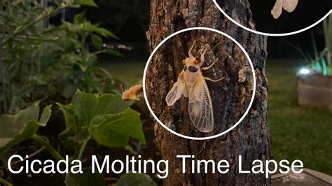 Cicada Molting Time Lapse - YouTube