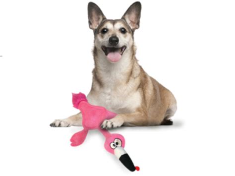 The 12 Best Toys For Senior Dogs