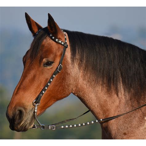 Bridle Series: Parts of the Bridle - saddleupcolorado