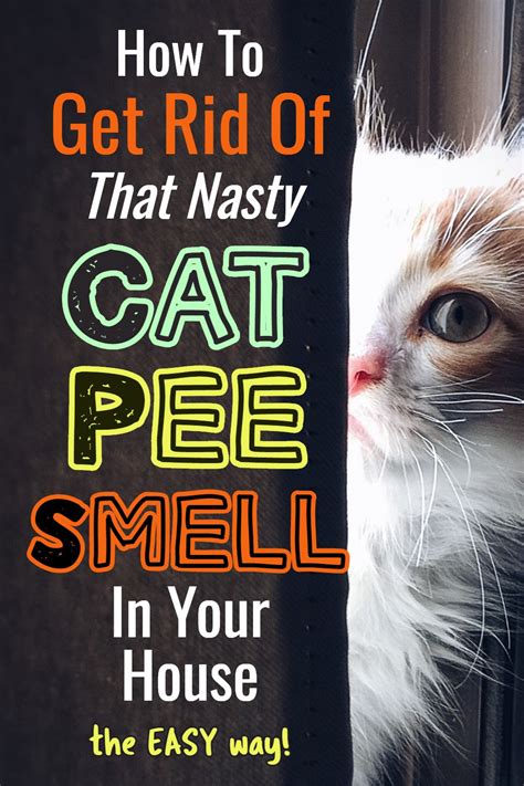 House STINK Like Cat Urine? How To Get RID of the SMELL In 4 Easy Steps | Cat pee smell, Pee ...