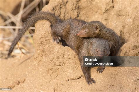 Dwarf Mongoose Family Enjoy The Safety Of Their Burrow Stock Photo - Download Image Now - iStock