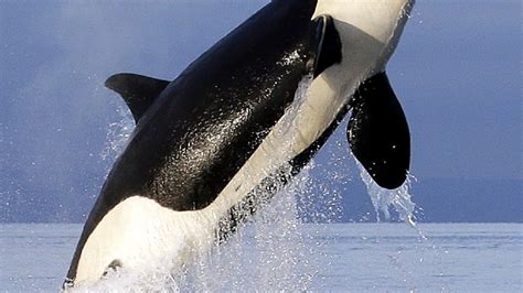 'It's a sad day:' Researchers claim Puget Sound orcas are starving and ...