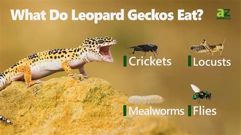 Leopard Gecko Pictures - AZ Animals