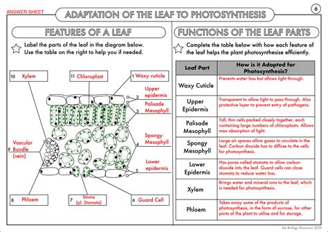 GCSE Biology: Complete Worksheet Pack on the Plant Nutrition (photosynthesis) Topic | Teaching ...