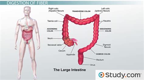 How Fiber is Digested by the Body - YouTube