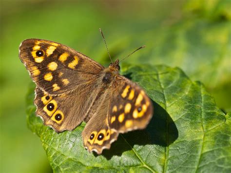 Speckled Wood Butterfly | Speckled wood butterfly on a plant… | Flickr